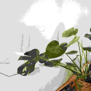 Do not forget to set image alt text!